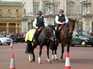  beaux chevaux montés par des policiers londoniens
